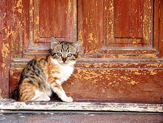 cat in front of door