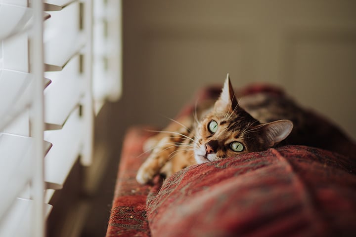 cat laying near a blind on sofa